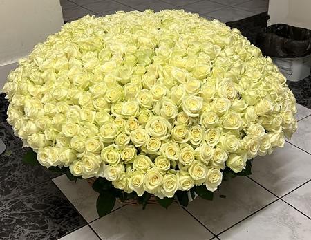 501 белая роза в корзине